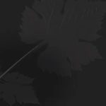 Silverado Trail: The Serene Side Of Napa  Valley