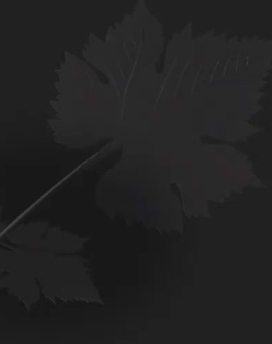 Silverado Trail: The Serene Side Of Napa  Valley